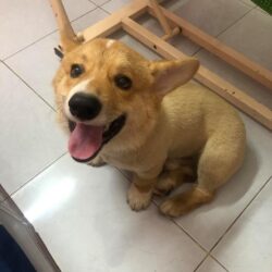 Tìm chó Corgi bị đi lạc tại Quận Tân Bình, TPHCM