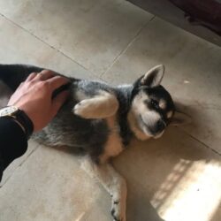 Tìm chó lai bị đi lạc tại Bắc Từ Liêm, Hà Nội