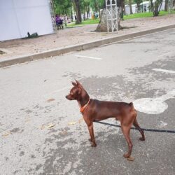 Tìm chó Phốc bị đi lạc tại Đống Đa, Hà Nội