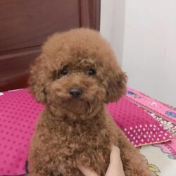 Tìm chó Poodle bị đi lạc tại Biên Hòa, Đồng Nai