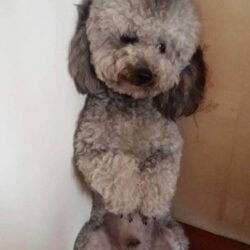 Tìm chó Poodle bị đi lạc tại Q. Hai Bà Trưng, Hà Nội