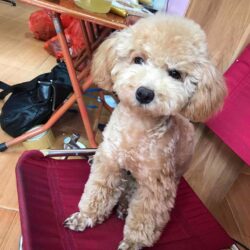 Tìm chó Poodle bị đi lạc tại Quận Hoàn Kiếm, Hà Nội