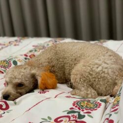 Tìm chó Poodle bị đi lạc tại Thanh Xuân, Hà Nội