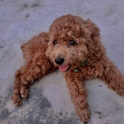 Tìm chó Poodle bị đi lạc tại Thường Tín, Hà Nội
