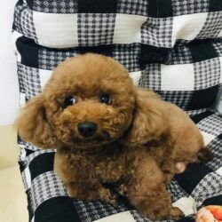 Tìm chó Poodle màu nâu bị đi lạc tại Cầu Giấy, Hà Nội