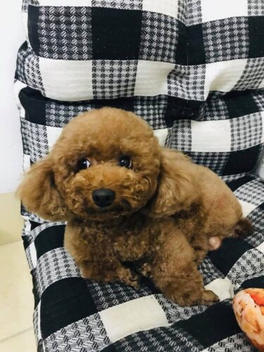 Tìm chó Poodle màu nâu bị đi lạc tại Cầu Giấy, Hà Nội Tìm chó Poodle màu nâu bị đi lạc tại Cầu Giấy, Hà Nội