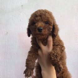 Tìm chó Poodle màu nâu bị đi lạc tại Quận 6, TPHCM