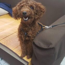 Tìm chó Poodle nâu đỏ bị đi lạc tại Quận Hoàn Kiếm, Hà Nội