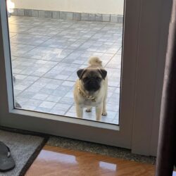 Tìm chó Pug bị đi lạc tại thành phố Đà Lạt
