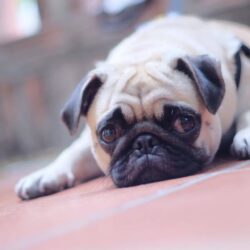 Tìm chó Pug mặt xệ bị đi lạc tại Cầu Giấy, Hà Nội