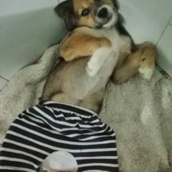 Tìm chó ta bị đi lạc tại Trảng Bàng, Tây Ninh