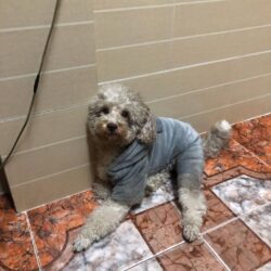 Tìm chó Toy Poodle bị đi lạc tại Hoàn Kiếm, Hà Nội
