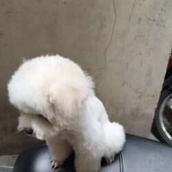 Tìm chó Toy Poodle lông màu trắng đi lạc ở Đống Đa, Hà Nội