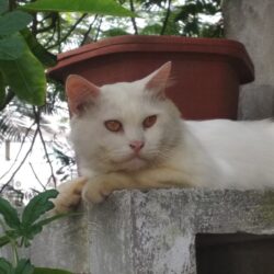 Tìm mèo Nga lai bị đi lạc tại Quận Đống Đa, Hà Nội