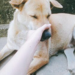 ngo-thu-huong-1522833890215565894153