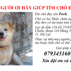MỌI NGƯỜI ƠI HÃY GIÚP TÌM POOH