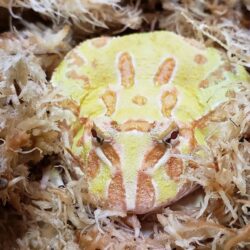 Bán ếch Pacman sinh sản giá rẻ tại Hà Nội, TPHCM