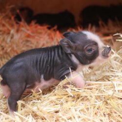 Bán heo cảnh mini giá rẻ tại Hà Nội, Cần Thơ, TPHCM