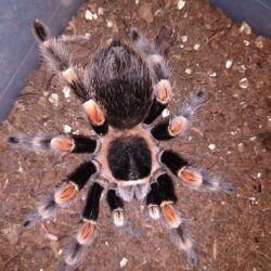 Bán nhện Tarantula giá rẻ nhất tại TPHCM