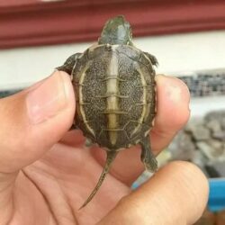 Bán rùa đá Trung Quốc giá rẻ toàn quốc