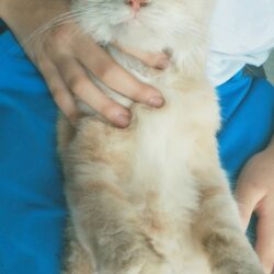 Mèo Anh lông dài tìm chủ tại Vũng Tàu