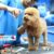 Pet Mart Phan Đăng Lưu - Chuyên dịch vụ chăm sóc thú cưng Pet Mart Phan Đăng Lưu - Chuyên dịch vụ chăm sóc thú cưng