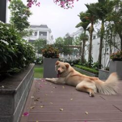 Tìm chó Bắc Hà bị đi lạc tại Cầu Diễn, Từ Liêm, HN