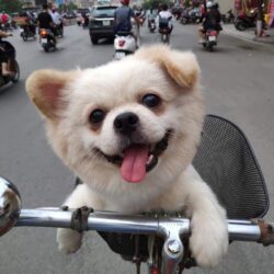Tìm chó Bắc Kinh lai Nhật đi lạc ở Hai Bà Trưng, HN