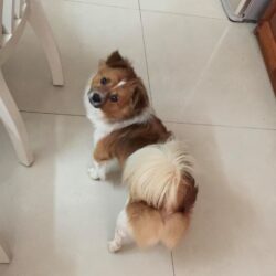 Tìm chó Bắc Kinh lai Nhật đi lạc ở Lê Hồng Phong, Hải Phòng
