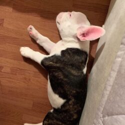 Tìm chó Bulldog bị đi lạc tại P. Cổ Nhuế, Bắc Từ Liêm, HN