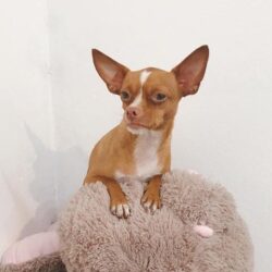 Tìm chó Chihuahua lai bị đi lạc tại Hai Bà Trưng, Hà Nội
