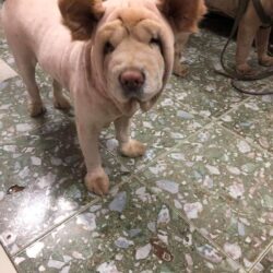 Tìm chó Chow Chow bị đi lạc tại Nam Từ Liêm, Hà Nội
