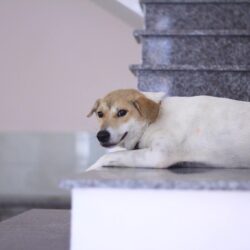 Tìm chó cỏ bị đi lạc tại Hòa Vang, Đà Nẵng