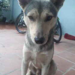 Tìm chó cỏ bị đi lạc tại Hoằng Hóa, Thanh Hóa