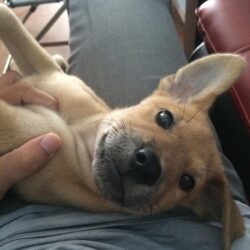 Tìm chó cỏ bị đi lạc tại Quận 7, TPHCM