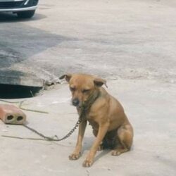 Tìm chó cỏ bị đi lạc tại thành phố Hạ Long, Quảng Ninh