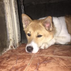 Tìm chó cỏ bị đi lạc tại Vũng Tàu