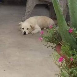 Tìm chó cỏ lai Nhật bị đi lạc tại Thủ Dầu Một, Bình Dương