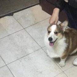 Tìm chó Corgi bị đi lạc tại Đống Đa, Hà Nội