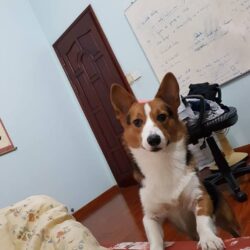Tìm chó Corgi bị đi lạc tại Hà Đông, Hà Nội