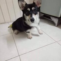 Tìm chó Corgi bị đi lạc tại Quận Thủ Đức, TPHCM