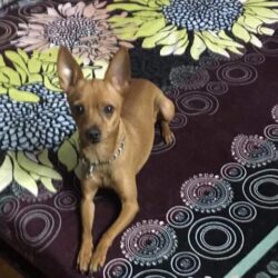 Tìm chó Fox bị đi lạc tại Phương Mai, Đống Đa, Hà Nội