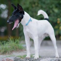 Tìm chó Fox Terrier trắng đen đi lạc tại Hai Bà Trưng, HN