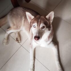 Tìm chó Husky bị đi lạc tại Quận 3, TPHCM