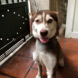 Tìm chó Husky bị đi lạc tại Tây Hồ, Hà Nội