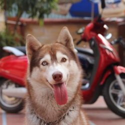 Tìm chó Husky nâu đỏ bị đi lạc tại Văn Phú, Hà Đông