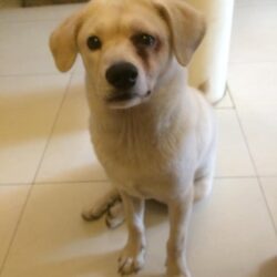 Tìm chó Labrador lai ta đi lạc ở Giải Phóng, Thanh Xuân, HN