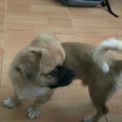 Tìm chó lai bị đi lạc tại Nguyễn Văn Cừ nối dài, Cần Thơ