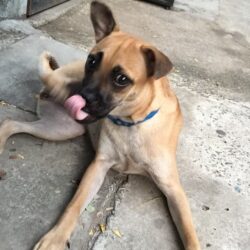 Tìm chó lai bị lạc tại Suối Tiên, Quận 9, TPHCM