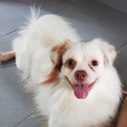 Tìm chó lai lông trắng bị đi lạc tại Quận 3, TPHCM